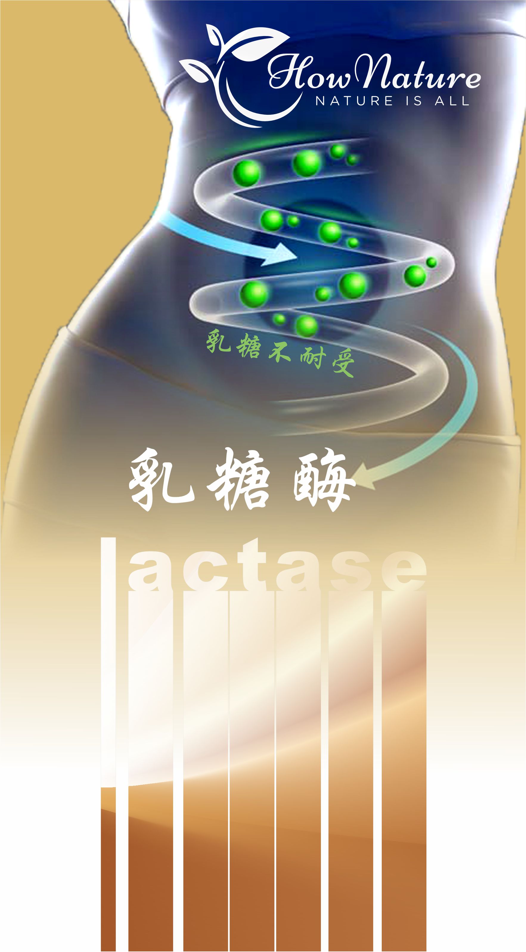 乳糖酶123.jpg